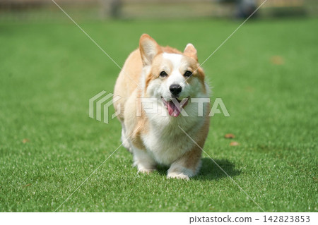 一隻威爾斯柯基犬在狗公園的草地上快樂地奔跑。 一隻威爾斯柯基犬在狗公園的草地上快樂地奔跑。 142823853