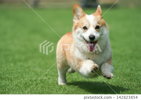 一隻威爾斯柯基犬在狗公園的草地上快樂地奔跑。 142823854