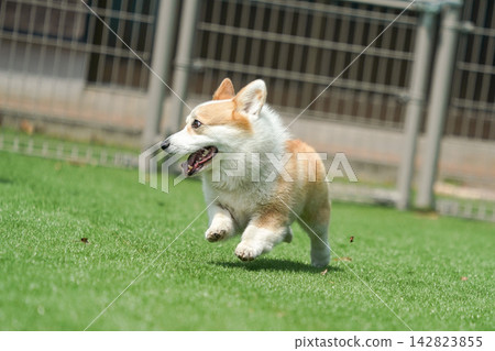 一隻威爾斯柯基犬在狗公園的草地上快樂地奔跑。 一隻威爾斯柯基犬在狗公園的草地上快樂地奔跑。 142823855