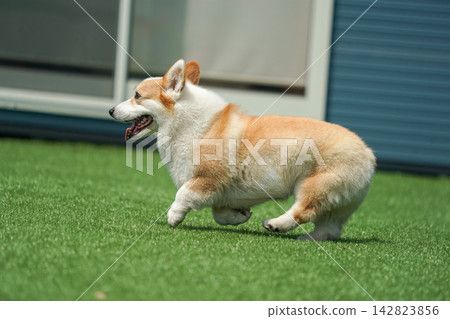 一隻威爾斯柯基犬在狗公園的草地上快樂地奔跑。 一隻威爾斯柯基犬在狗公園的草地上快樂地奔跑。 142823856