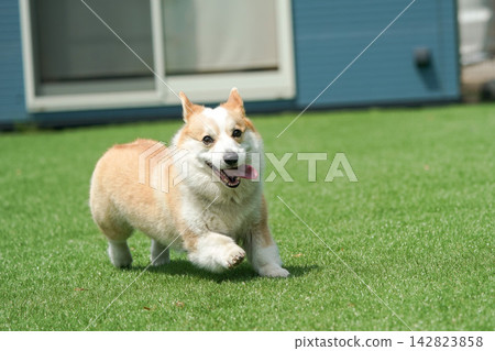 一隻威爾斯柯基犬在狗公園的草地上快樂地奔跑。 一隻威爾斯柯基犬在狗公園的草地上快樂地奔跑。 142823858