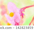 Yellow pom-poms of Begonia (afw2 20260914091812) 142823859