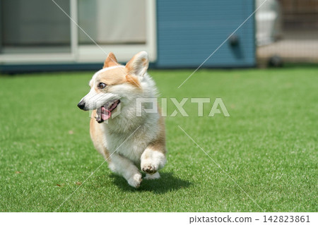 一隻威爾斯柯基犬在狗公園的草地上快樂地奔跑。 一隻威爾斯柯基犬在狗公園的草地上快樂地奔跑。 142823861