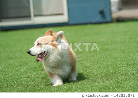 一隻威爾斯柯基犬在狗公園的草地上快樂地奔跑。 一隻威爾斯柯基犬在狗公園的草地上快樂地奔跑。 142823871