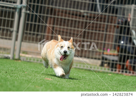 一隻威爾斯柯基犬在狗公園的草地上快樂地奔跑。 一隻威爾斯柯基犬在狗公園的草地上快樂地奔跑。 142823874