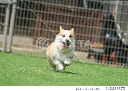 一隻威爾斯柯基犬在狗公園的草地上快樂地奔跑。 一隻威爾斯柯基犬在狗公園的草地上快樂地奔跑。 142823875