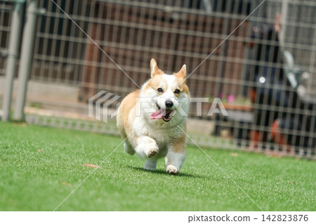 一隻威爾斯柯基犬在狗公園的草地上快樂地奔跑。 一隻威爾斯柯基犬在狗公園的草地上快樂地奔跑。 142823876