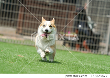 一隻威爾斯柯基犬在狗公園的草地上快樂地奔跑。 一隻威爾斯柯基犬在狗公園的草地上快樂地奔跑。 142823877