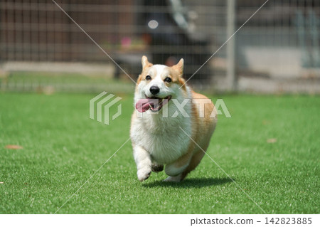 一隻威爾斯柯基犬在狗公園的草地上快樂地奔跑。 一隻威爾斯柯基犬在狗公園的草地上快樂地奔跑。 142823885