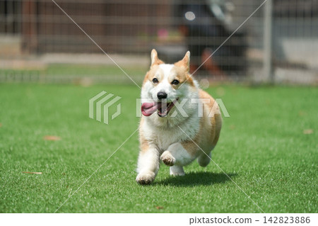 一隻威爾斯柯基犬在狗公園的草地上快樂地奔跑。 一隻威爾斯柯基犬在狗公園的草地上快樂地奔跑。 142823886