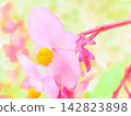 Yellow pom-poms of Begonia (afw2 20260914091911) 142823898