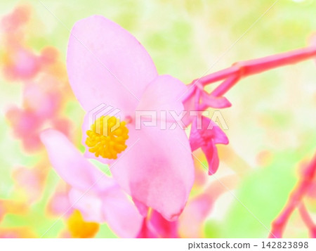 Yellow pom-poms of Begonia (afw2 20260914091911) Yellow pom-poms of Begonia (afw2 20260914091911) 142823898