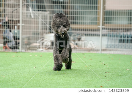 A black standard poodle running energetically on the grass of the dog park. 142823899