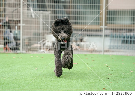 一隻黑色標準貴賓犬在狗公園的草地上精力充沛地奔跑。 一隻黑色標準貴賓犬在狗公園的草地上精力充沛地奔跑。 142823900