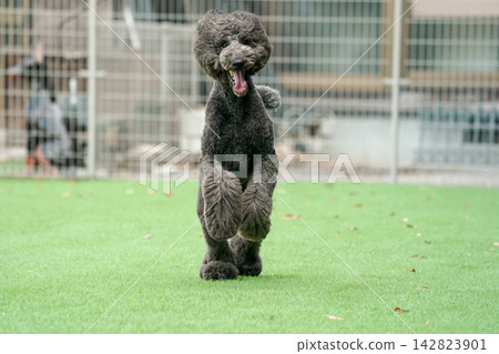 一隻黑色標準貴賓犬在狗公園的草地上精力充沛地奔跑。 一隻黑色標準貴賓犬在狗公園的草地上精力充沛地奔跑。 142823901