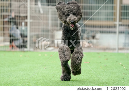 一隻黑色標準貴賓犬在狗公園的草地上精力充沛地奔跑。 一隻黑色標準貴賓犬在狗公園的草地上精力充沛地奔跑。 142823902