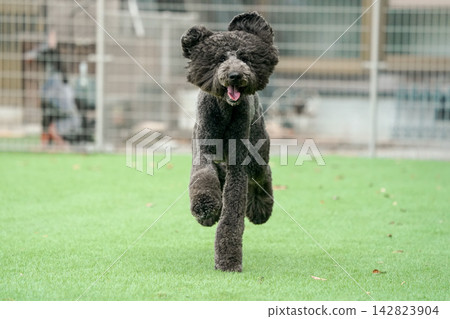 A black standard poodle running energetically on the grass of the dog park. A black standard poodle running energetically on the grass of the dog park. 142823904