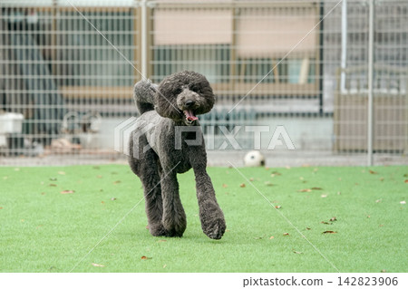 一隻黑色標準貴賓犬在狗公園的草地上精力充沛地奔跑。 一隻黑色標準貴賓犬在狗公園的草地上精力充沛地奔跑。 142823906