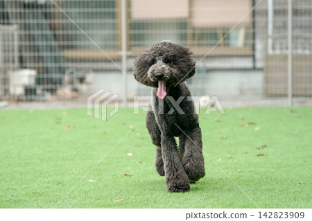 一隻黑色標準貴賓犬在狗公園的草地上精力充沛地奔跑。 一隻黑色標準貴賓犬在狗公園的草地上精力充沛地奔跑。 142823909