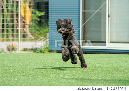 A black standard poodle running energetically on the grass of the dog park. A black standard poodle running energetically on the grass of the dog park. 142823914