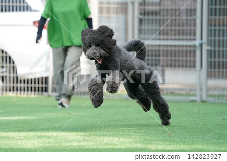 一隻黑色標準貴賓犬在狗公園的草地上精力充沛地奔跑。 一隻黑色標準貴賓犬在狗公園的草地上精力充沛地奔跑。 142823927