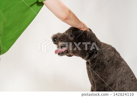 A brown standard poodle being petted on the head and praised by its owner. 142824110