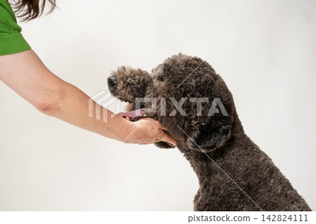 A brown standard poodle being petted on the head and praised by its owner. A brown standard poodle being petted on the head and praised by its owner. 142824111