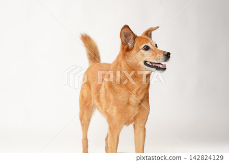 A brown mixed-breed dog looking up primly against a white background. A brown mixed-breed dog looking up primly against a white background. 142824129
