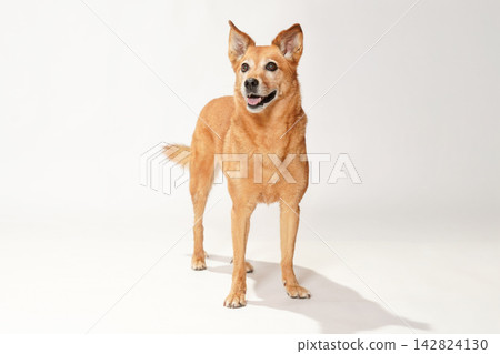 A brown mixed-breed dog looking up primly against a white background. A brown mixed-breed dog looking up primly against a white background. 142824130