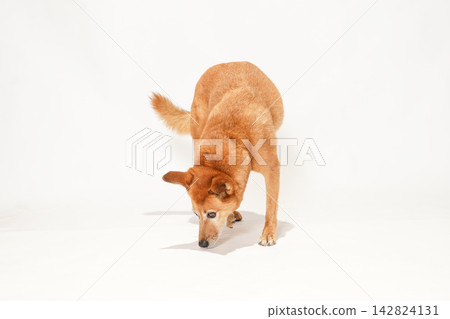 A brown mixed-breed dog looking up primly against a white background. A brown mixed-breed dog looking up primly against a white background. 142824131