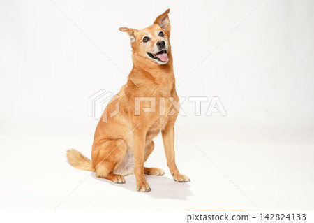 一隻棕色的混種犬，在白色背景的襯托下，端莊地抬頭望向前方。 142824133