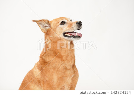 A brown mixed-breed dog looking up primly against a white background. A brown mixed-breed dog looking up primly against a white background. 142824134
