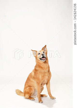 A brown mixed-breed dog looking up primly against a white background. A brown mixed-breed dog looking up primly against a white background. 142824136