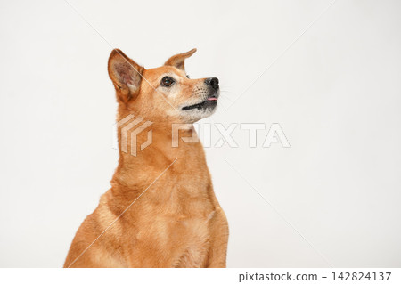 一隻棕色的混種犬，在白色背景的襯托下，端莊地抬頭望向前方。 142824137