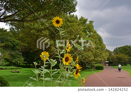一片盛開著美麗向日葵的風景 一片盛開著美麗向日葵的風景 142824252