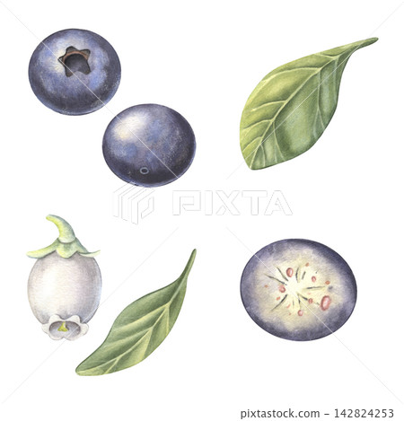 Blueberry set, whole and half berry, leaves, flower. Hand-painted watercolor illustration isolated on white for food packaging, tea, jam, desserts, drinks, branding, stickers, cards, recipes, designs Blueberry set, whole and half berry, leaves, flower. Hand-painted watercolor illustration isolated on white for food packaging, tea, jam, desserts, drinks, branding, stickers, cards, recipes, designs 142824253
