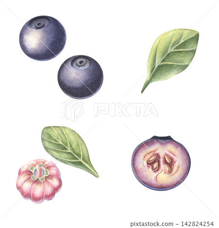 Bilberry set, whole and half berry, leaves, flower. Hand-painted watercolor illustration isolated on white for food packaging, tea, jam, desserts, drinks, branding, stickers, cards, recipes, designs Bilberry set, whole and half berry, leaves, flower. Hand-painted watercolor illustration isolated on white for food packaging, tea, jam, desserts, drinks, branding, stickers, cards, recipes, designs 142824254