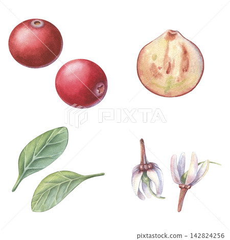 Cranberry set, whole and half berry, leaves, flower. Hand-painted watercolor illustration isolated on white for food packaging, tea, jam, desserts, drinks, branding, stickers, cards, recipes, designs Cranberry set, whole and half berry, leaves, flower. Hand-painted watercolor illustration isolated on white for food packaging, tea, jam, desserts, drinks, branding, stickers, cards, recipes, designs 142824256