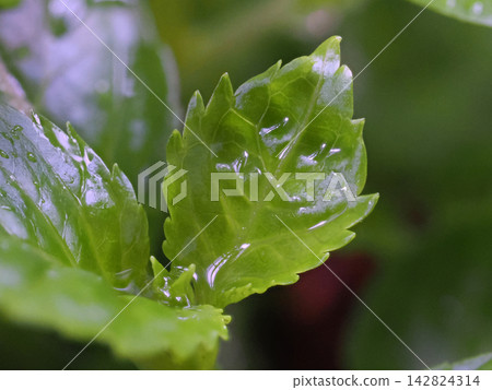 Hydrangea leaves covered in raindrops Hydrangea leaves covered in raindrops 142824314