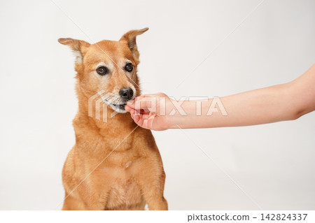 A brown mixed-breed dog receiving food from its owner's hand. A brown mixed-breed dog receiving food from its owner's hand. 142824337