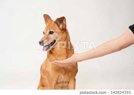 A brown mixed-breed dog refuses to give its owner a paw. A brown mixed-breed dog refuses to give its owner a paw. 142824355