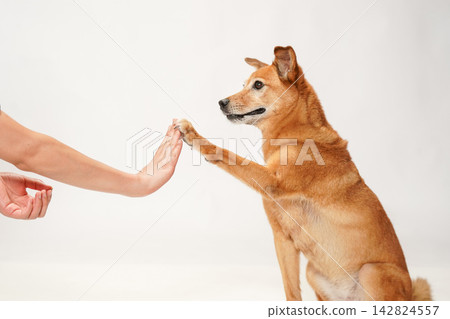 A brown mixed-breed dog giving its paw to its owner. 142824557