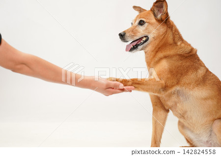 A brown mixed-breed dog giving its paw to its owner. A brown mixed-breed dog giving its paw to its owner. 142824558