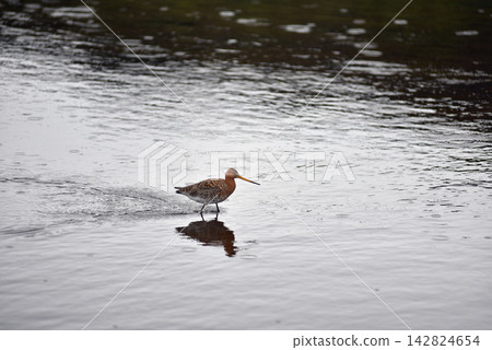 Icelandic black-tailed godwit in shallow waters Icelandic black-tailed godwit in shallow waters 142824654