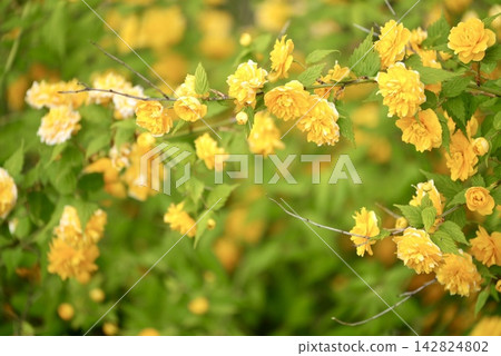 黃花 黃花 142824802