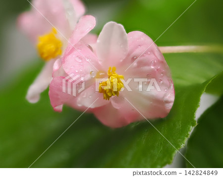 粉紅秋海棠，帶著雨滴 142824849