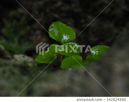 Young leaves emerging from the moss, wet with rain. Young leaves emerging from the moss, wet with rain. 142824898