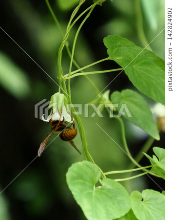 Campanula punctata relies on wasps for pollination. Campanula punctata relies on wasps for pollination. 142824902