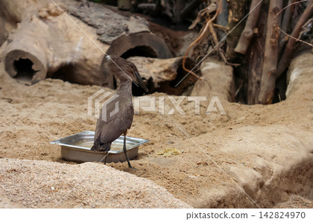 Solitary Hamerkop Bird in Natural Habitat by Water Basin Solitary Hamerkop Bird in Natural Habitat by Water Basin 142824970