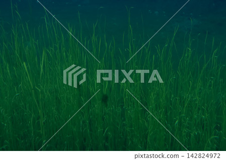 Underwater View of Lush Aquatic Plants in a Serene Lake Setting for Nature Inspiration Underwater View of Lush Aquatic Plants in a Serene Lake Setting for Nature Inspiration 142824972